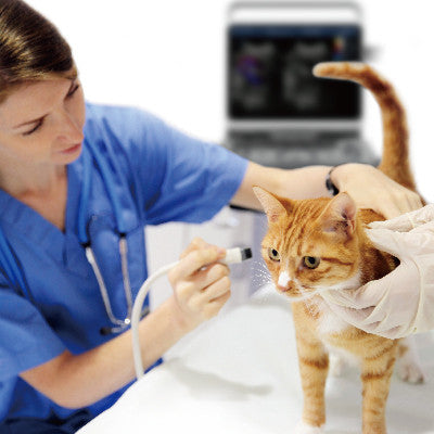 Chison Ebit50Vet--Veterinary Ultrasounds